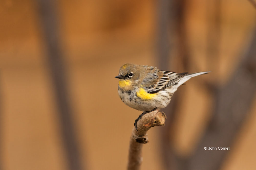 Dendroica coronata;One;Yellow-rumped Warbler;avifauna;bird;birds;color image;color photograph;feather;feathered;feathers;natural;nature;outdoor;outdoors;wild;wilderness;wildlife